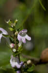 Georgia calamint